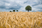 fields-of-white-ready-for-harvest-post-picture-of-a-field-of-wheat