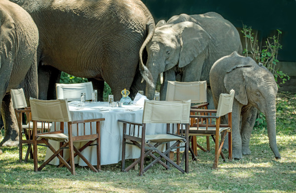 distractions-post-picture-of-elephants-in-garden-dinning-patio-area